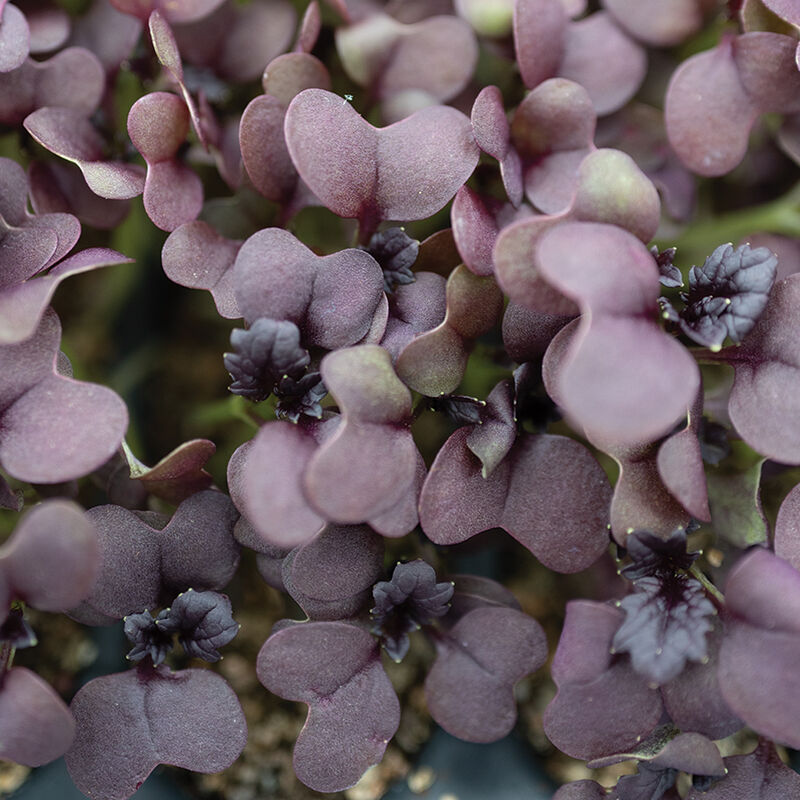 Semillas de microvegetales orgánicos