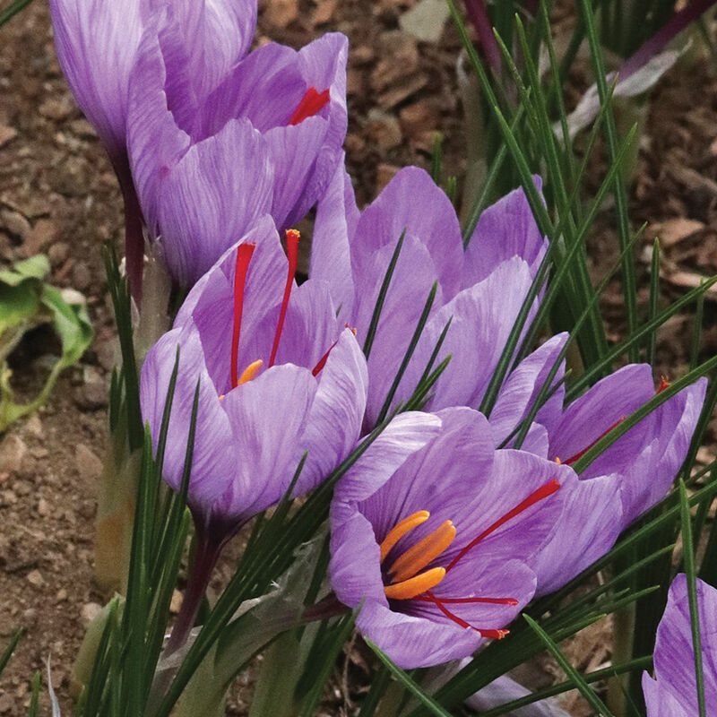 Saffron Crocus - Cormo de azafrán