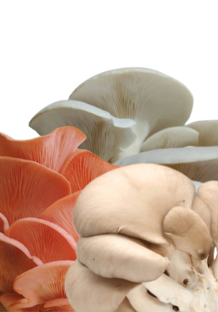 Kit Mixto para Cultivo de Seta Blanca/ Gris/ Rosa