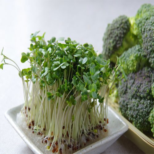 Brocoli -Semillas de brócoli