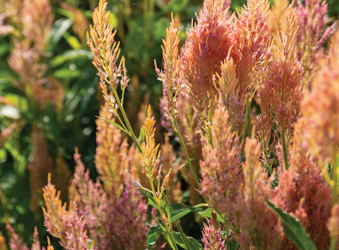 Shimmer - Semillas de Celosia Organica