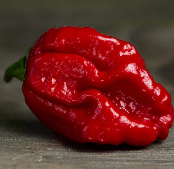 Trinidad Moruga Scorpion – Semillas de chile ultra-picante