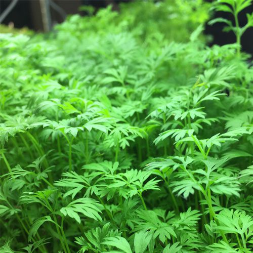 Semillas de Zanahoria para Germinados y Microgreens