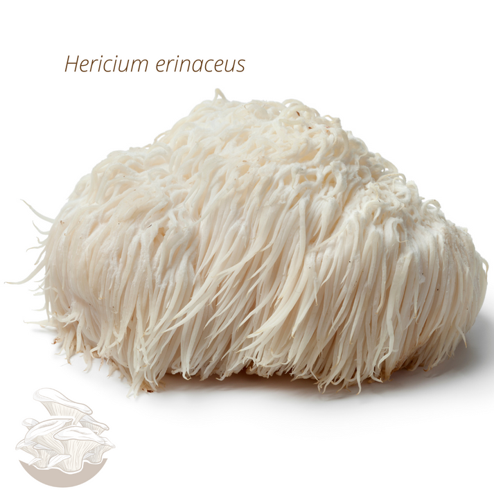 Kit para Cultivo de Hongo Melena de León