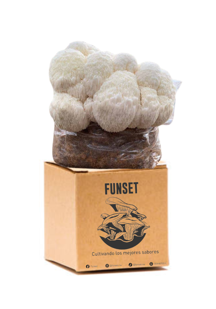 Kit para Cultivo de Hongo Melena de León