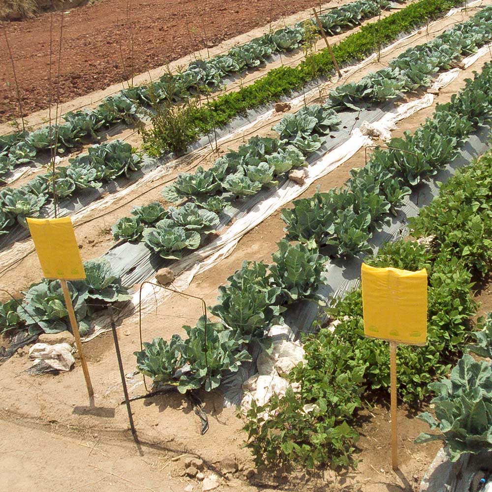 Trampas Fotocromaticas para Control de Plagas