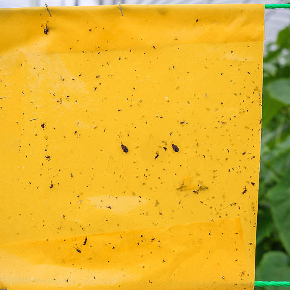 Trampas Fotocromaticas para Control de Plagas