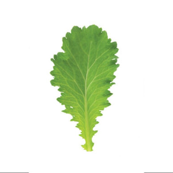 Green Wave - Semilla Orgánica de Mostaza de Hoja Verde