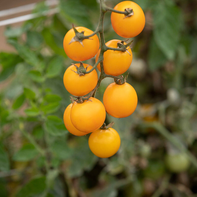 Gold Nugget - Semillas Orgánicas de Tomate Cherry Amarillo