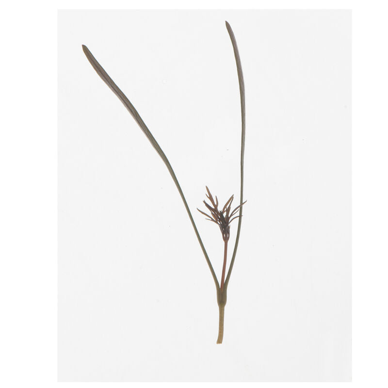 Fennel Bronze - Semillas Orgánicas para Germinados de Hinojo