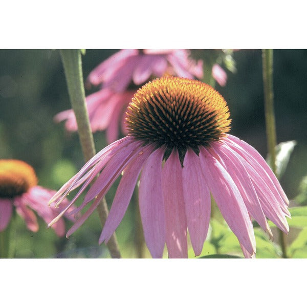 Echinacea Purpurea - Semilla Orgánica de Flor Equinácea