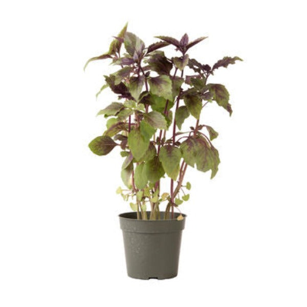 Aromatto - Semilla Orgánica de Albahaca