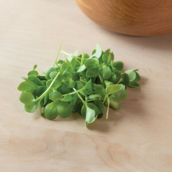 Radish Daikon - Semillas Orgánicas de Germinados de Rábano