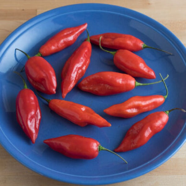 Hot Paper Lantern - Semilla de Chile Habanero Orgánico