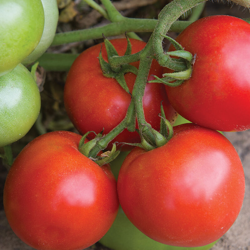 Defiant PhR - Semilla Orgánica (F1) de Tomate