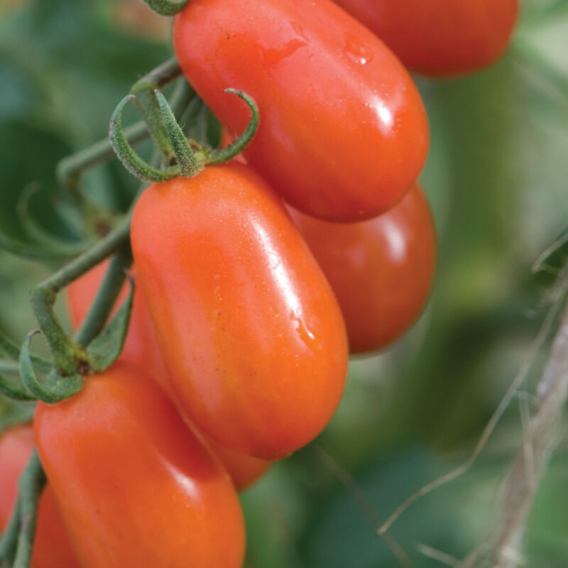 Five Star Grape - Semillas Orgánicas (F1) de Tomate