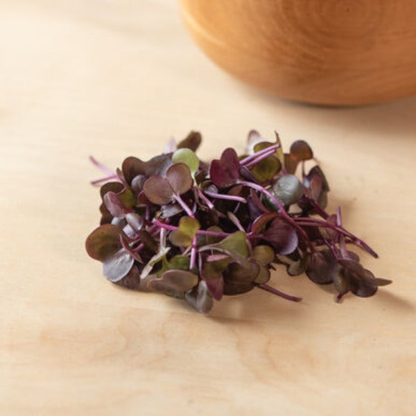 Radish Red Rambo - Semillas Orgánicas para Germinados de Rábano