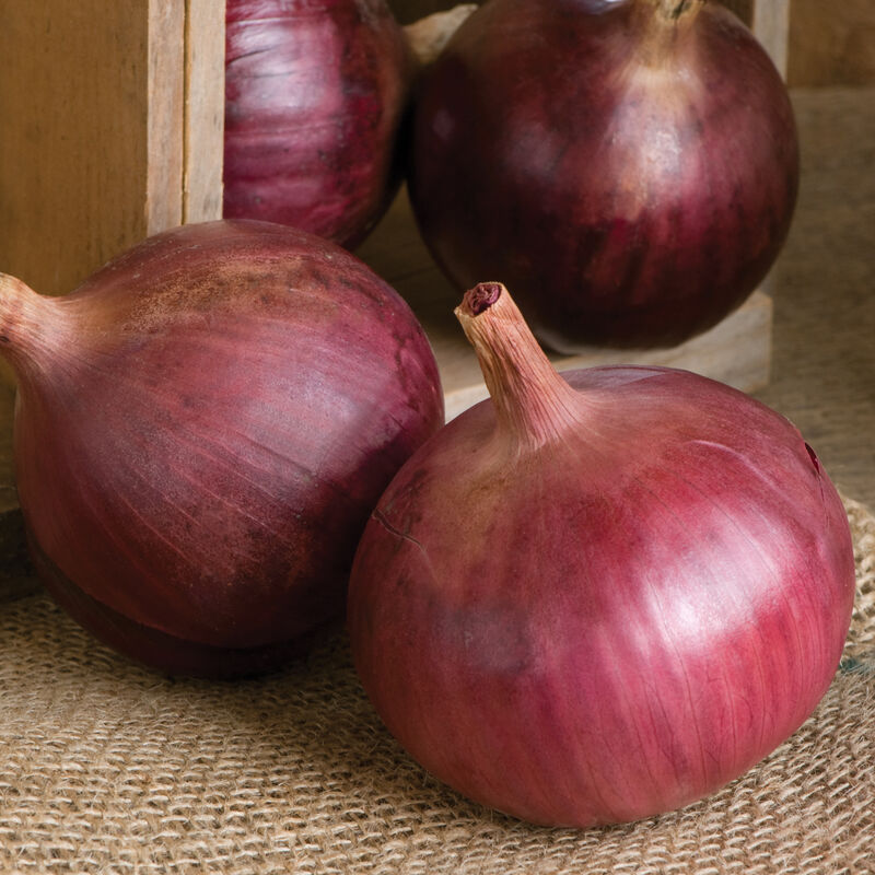 Cabernet - Semilla Orgánica (F1) de Cebolla