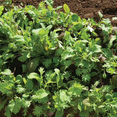 Ovation Greens Mix - Semillas Orgánicas de Mezcla de Hoja Verde