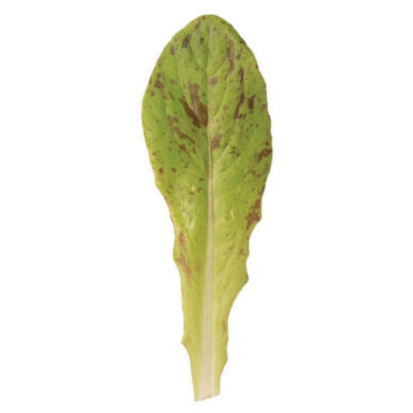 Flashy Trout Back - Semillas de Lechuga Romana Orgánica