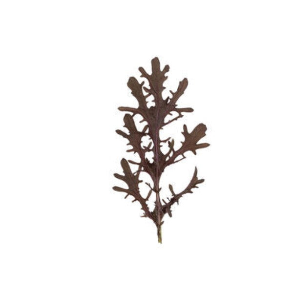 Ruby Streaks - Semilla Orgánica de Mostaza de Hoja