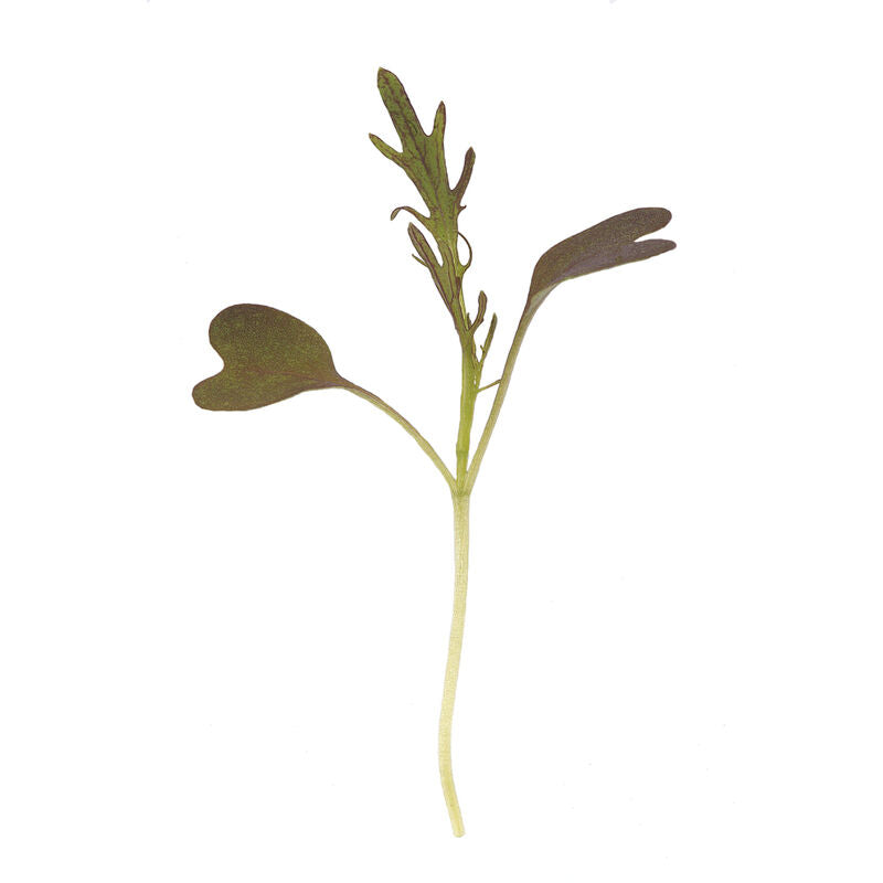 Mustard Ruby Streaks - Semillas Orgánicas para Germinados de Mostaza