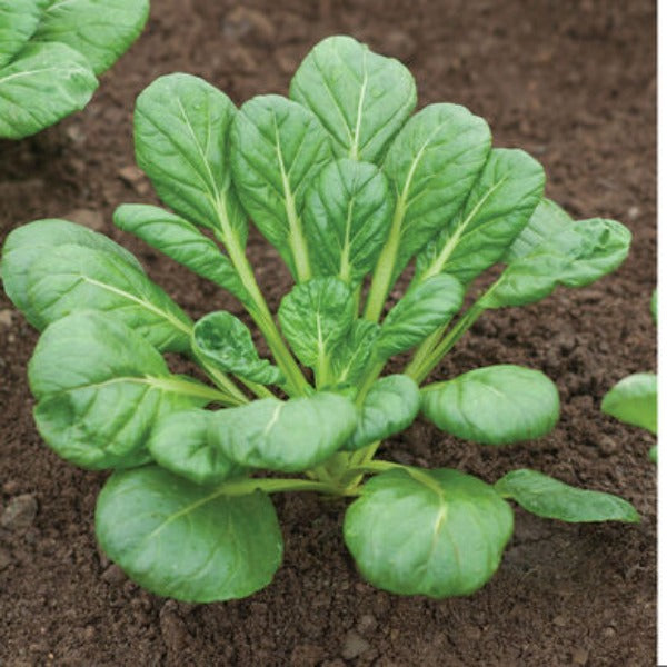 Tatsoi - Semilla Orgánica de Hoja Verde Asiática
