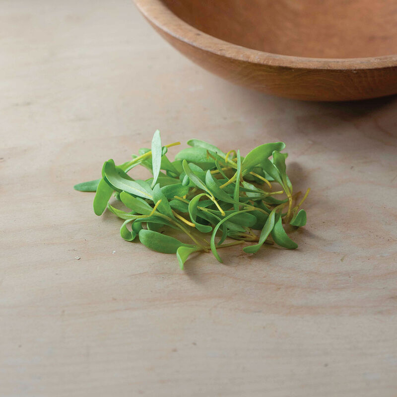 Beet Yellow - Semillas Orgánica para Germinados de Remolacha