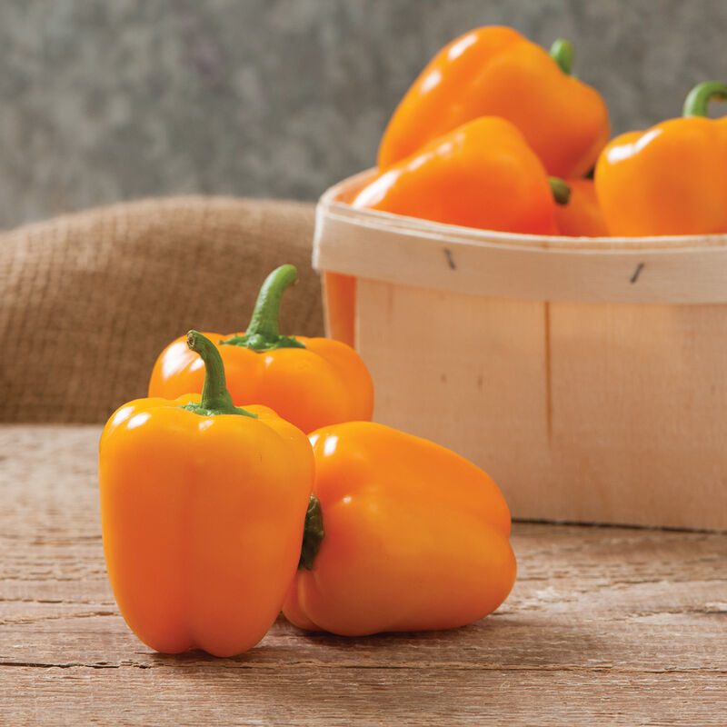 Eros - Semillas F1 de Pimiento Morrón Naranja Mini Orgánico