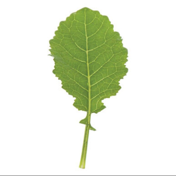 Amara - Semilla de Mostaza de Hoja Verde