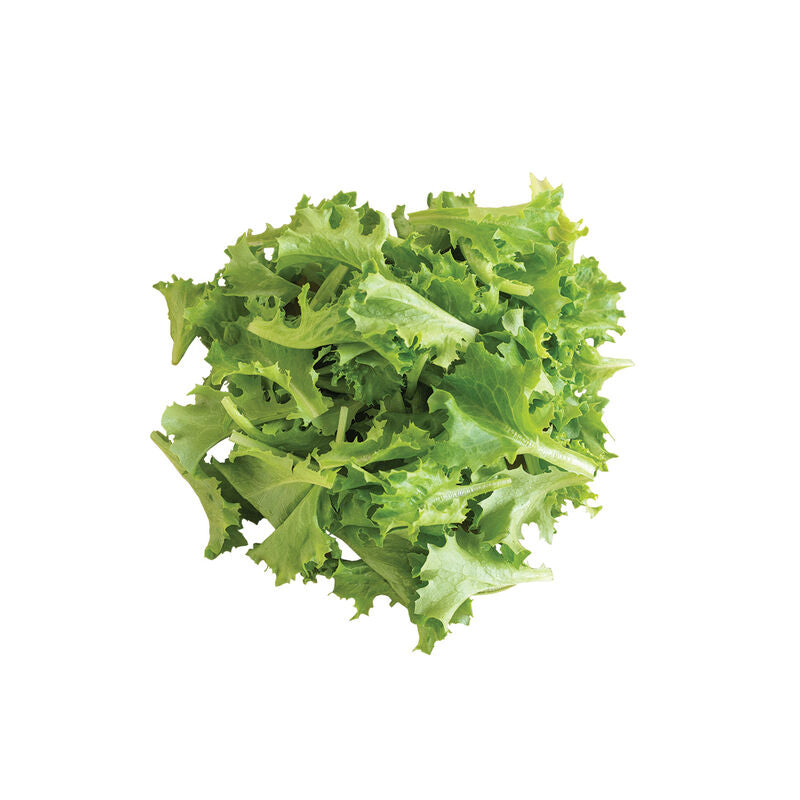 Celinet - Semilla Orgánica de Lechuga