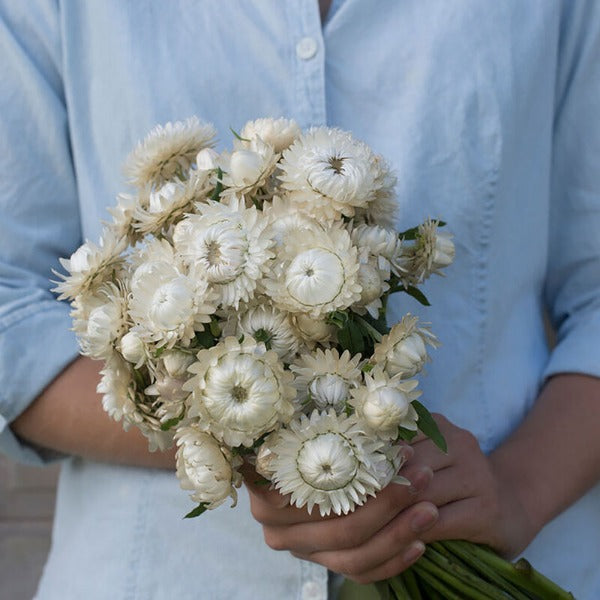 Vintage White - Semilla Orgánica de Flor de Paja