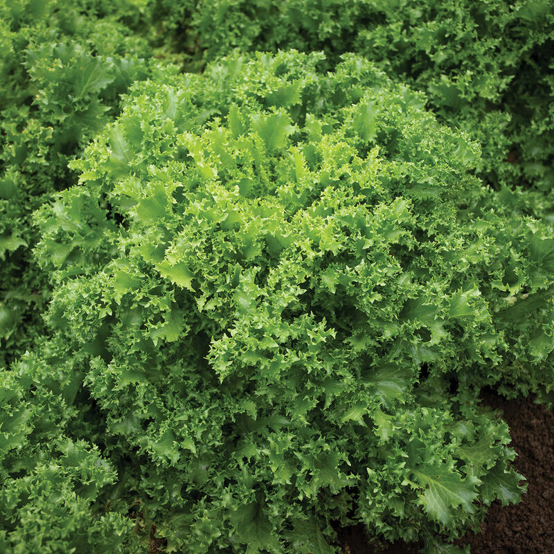 Curlesi - Semilla Orgánica de Endibia