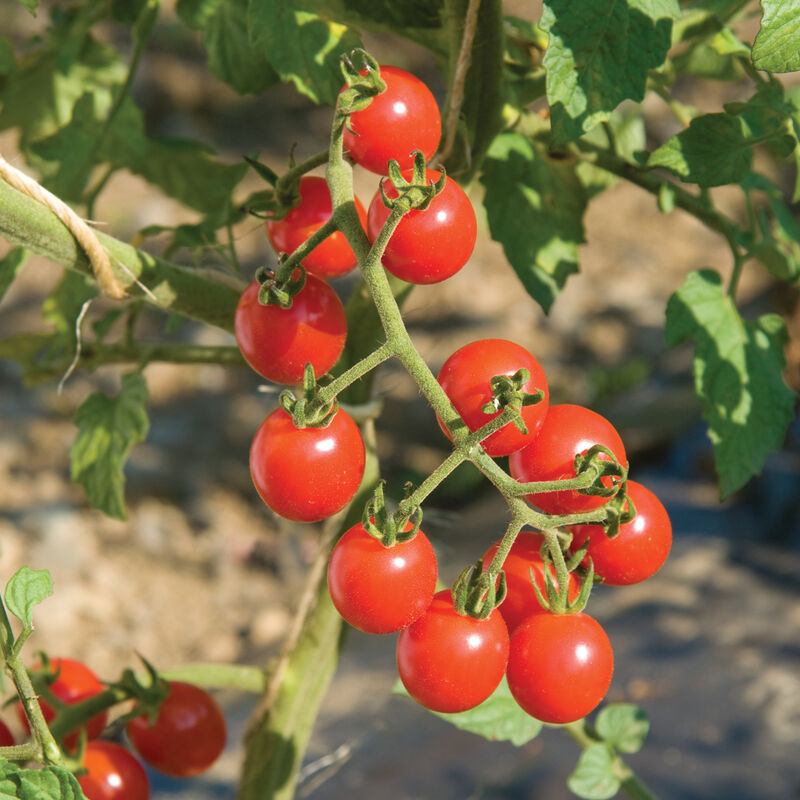 Jasper - Semillas Orgánicas (F1) de Tomate Cherry