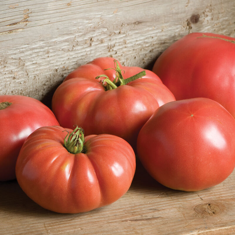 German Johnson - Semillas Orgánicas de Tomate
