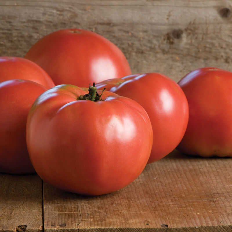 Martha Washington - Semillas Orgánicas (F1) de Tomate