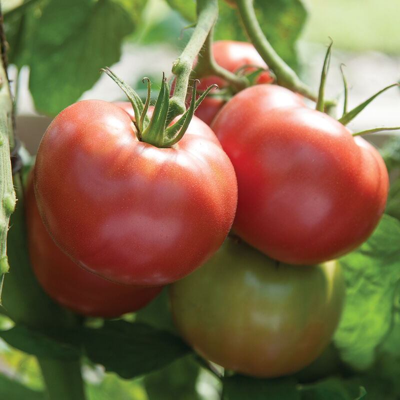 Martha Washington - Semillas Orgánicas (F1) de Tomate