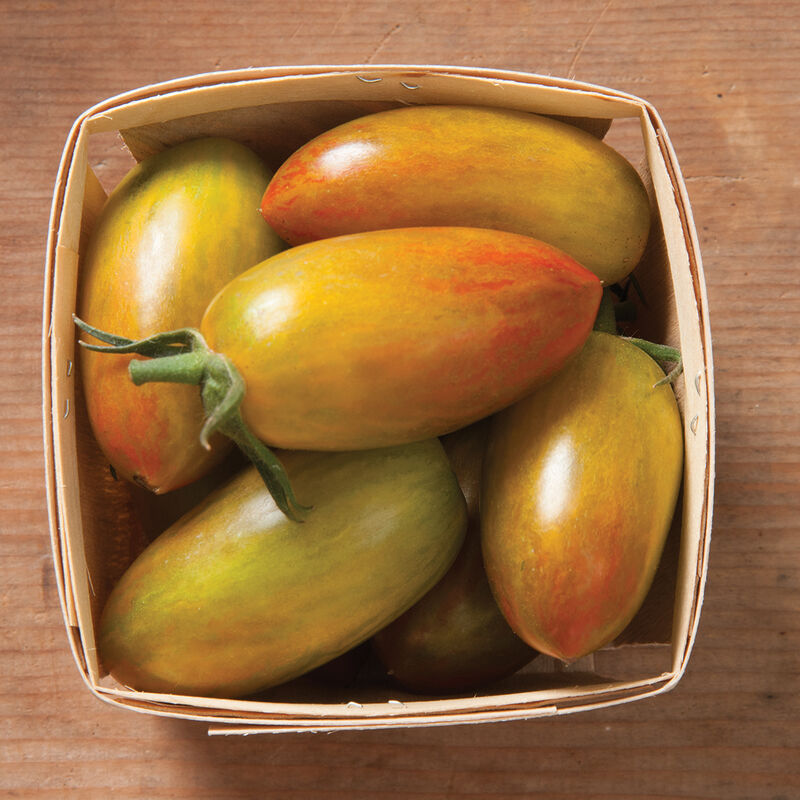 Lucky Tiger - Semillas Orgánicas de Tomate