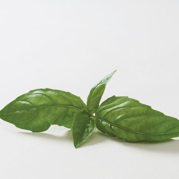 Dolly - Semilla Orgánica de Albahaca Genovesa