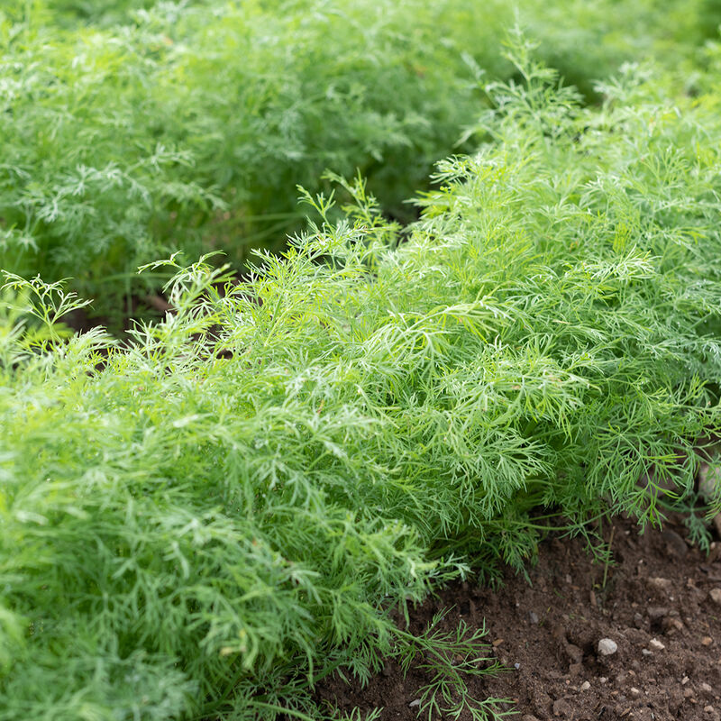 Thalia - Semillas Orgánicas de Eneldo