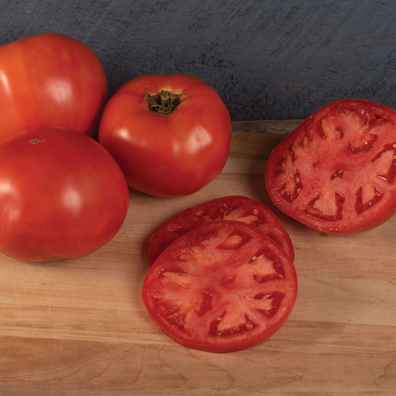 Galahad - Semillas Orgánicas (F1) de Tomate