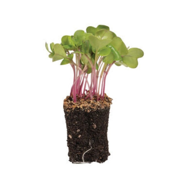 Radish Purple Stem - Semillas Orgánicas para Germinados de Rábano