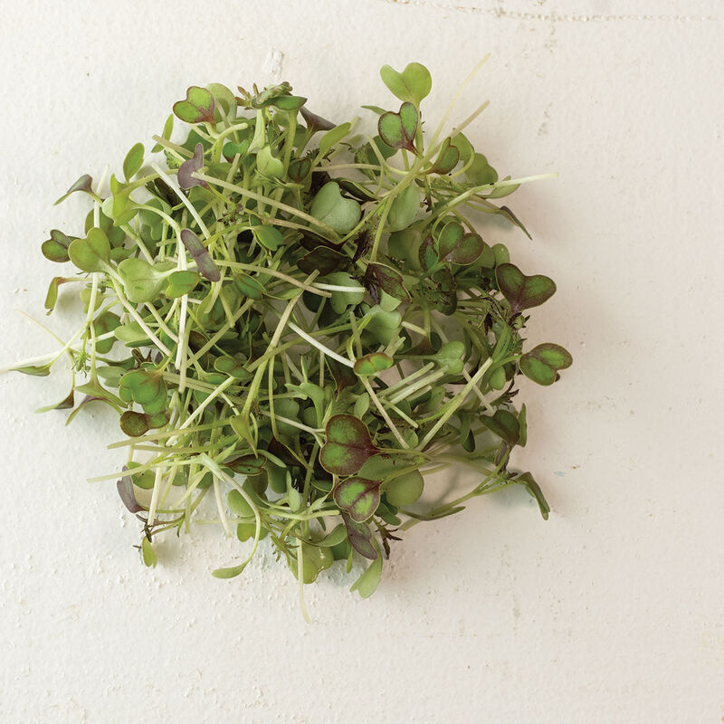 Kale KX-1 - Semillas Orgánicas para Germinados de Col Rizada