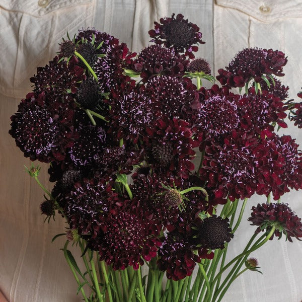 Black Beauty - Semilla Orgánica de Flor Escabiosa