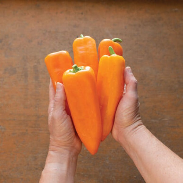 Cornito Arancia - Semilla de Pimiento Corno di Toro Orgánico (F1)
