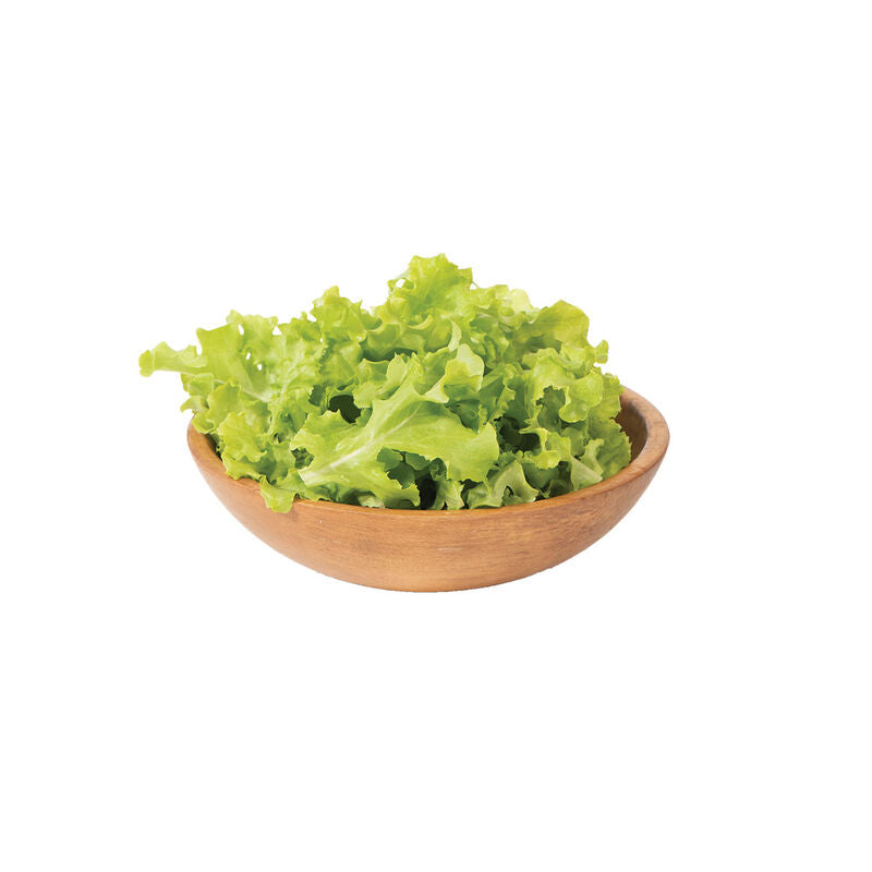 Green Saladbowl - Semillas Orgánicas de Lechuga de Roble