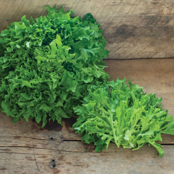 Ezpark - Semillas de Lechuga Peletizada Orgánica