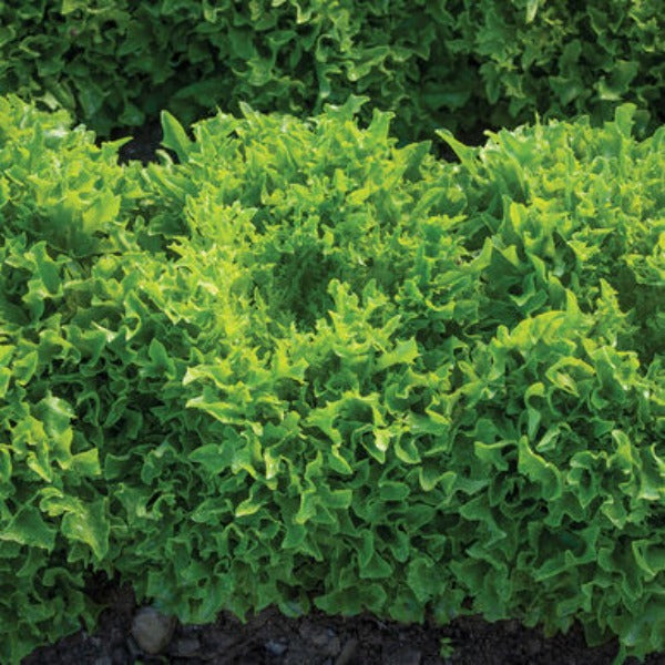 Ezpark - Semillas de Lechuga Peletizada Orgánica