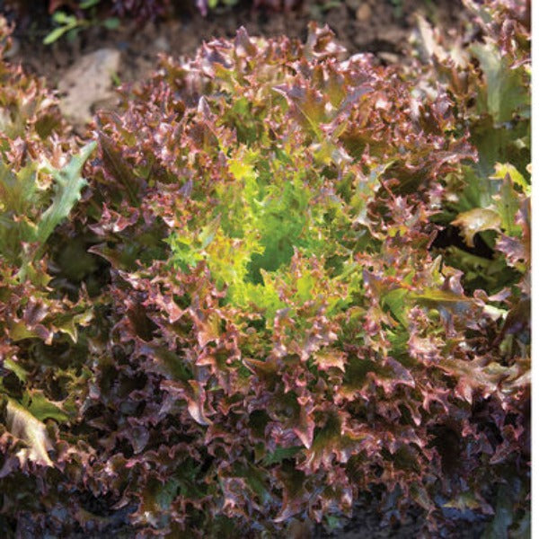 Rhone - Semillas de Lechuga Peletizada Orgánica