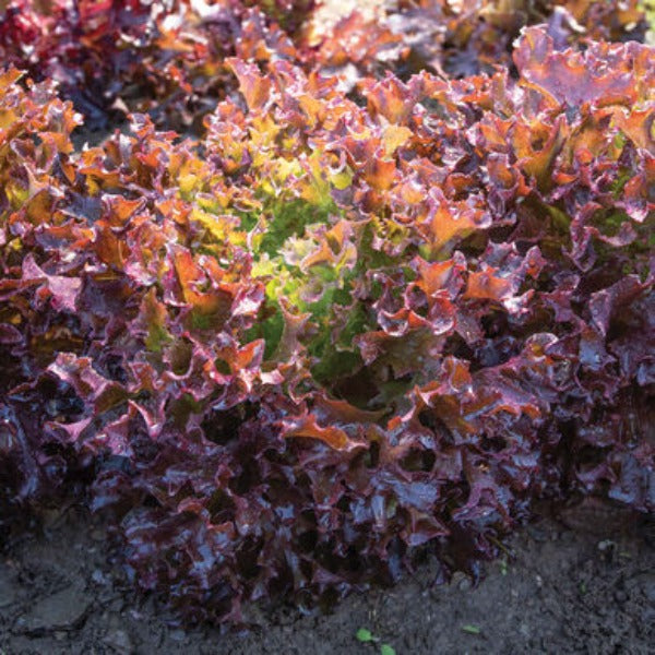 Ezflor - Semillas de Lechuga Roja Peletizada Orgánica